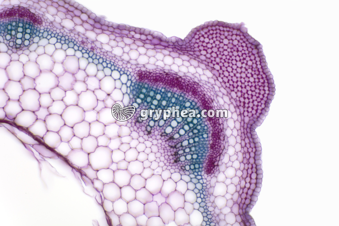 Tige de Lamier - collenchyme CT x40 - gryphea.com